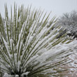 yucca snow